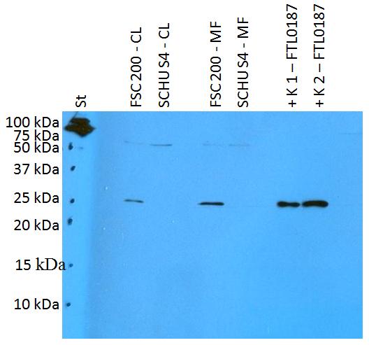 Anti-Francisella tularensis ssp. holarctica antigen FTL0187 Polyclonal Antibody