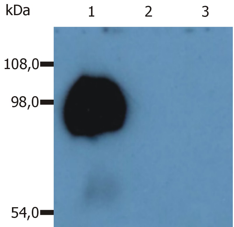 Anti-CD43 / Leukosialin Monoclonal Antibody (Clone:MEM-59)