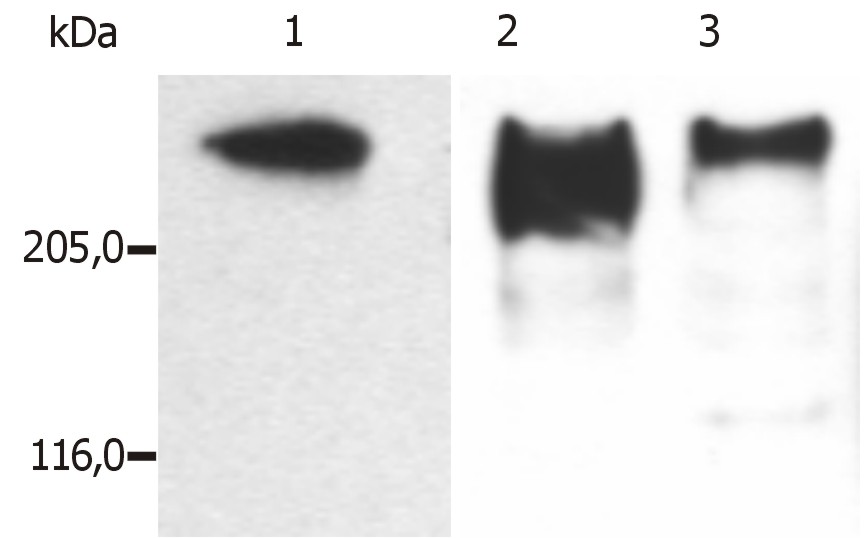 Anti-MAP2ab Monoclonal Antibody (Clone:MT-01)