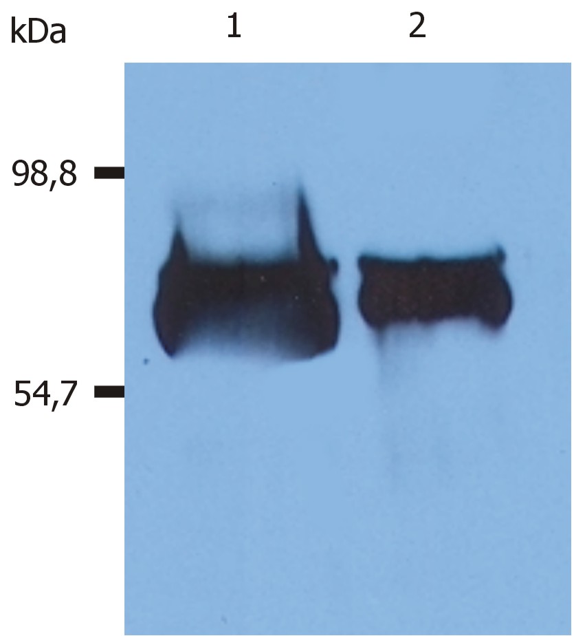 Anti-Albumin Monoclonal Antibody (Clone:AL-01)