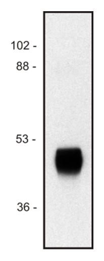 Anti-Horseradish peroxidase (HRP) Monoclonal Antibody (Clone:HP-03)