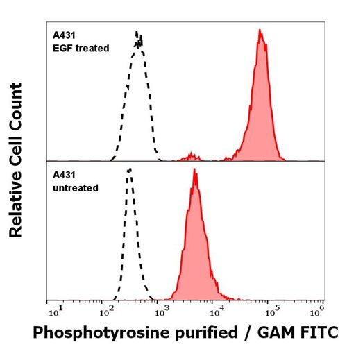 Anti-Phosphotyrosine Monoclonal Antibody (Clone:P-Tyr-01)