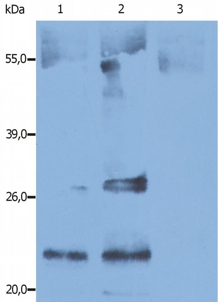 Anti-CD9 (bovine) Monoclonal Antibody (Clone:IVA50)