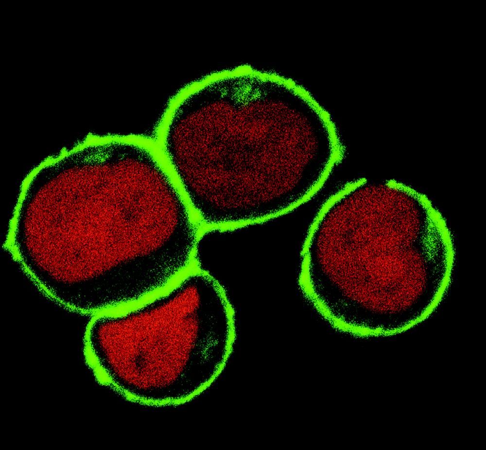 Anti-NTAL / LAB Monoclonal Antibody (Clone:NAP-07)