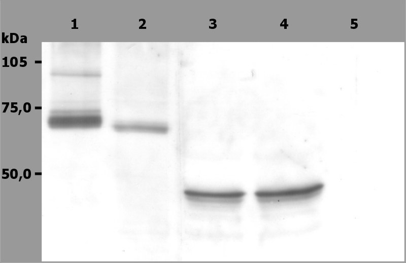 Anti-Syk Monoclonal Antibody (Clone:SYK-01)