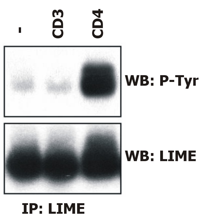 Anti-LIME Monoclonal Antibody (Clone:LIME-06)