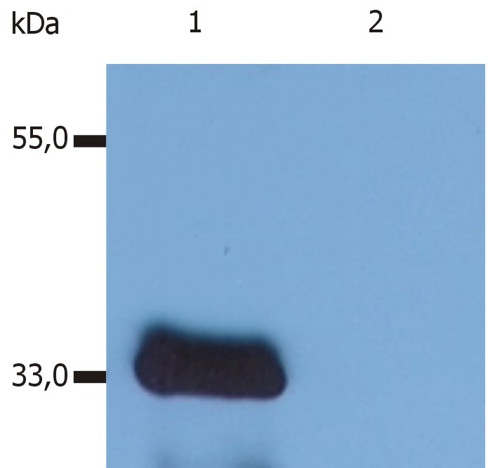 Anti-LIME Monoclonal Antibody (Clone:LIME-10)