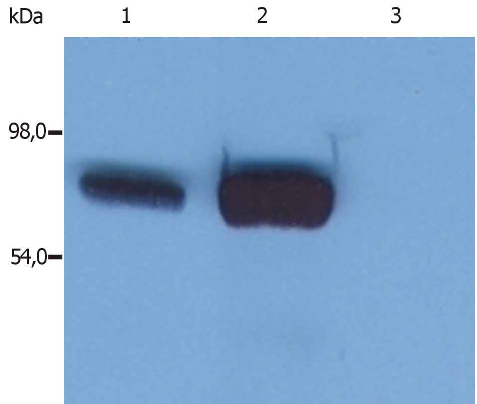 Anti-SLP76 Monoclonal Antibody (Clone:SLP-76/03)