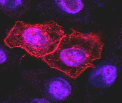 Anti-CD261 / TRAIL-R1 / DR4 Monoclonal Antibody (Clone:DR-4-02)