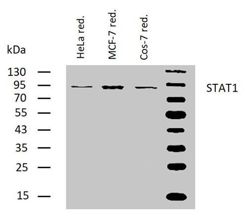 Anti-STAT1 Monoclonal Antibody (Clone:SM2)