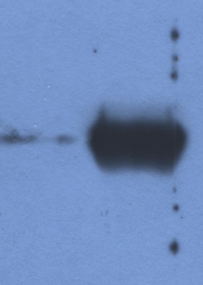 Anti-IgG light chain (bovine) Monoclonal Antibody (Clone:IVA285-1)