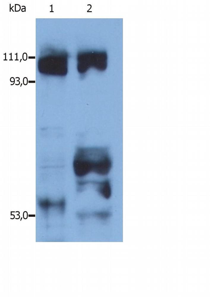 Anti-Kinesin Polyclonal Antibody