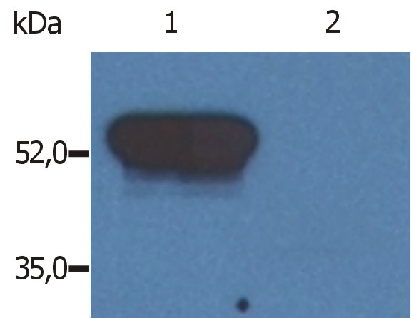 Anti-GFAP Monoclonal Antibody (Clone:GF-02)