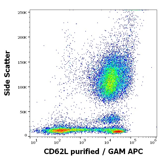 Anti-CD62L / L-selectin Monoclonal Antibody (Clone:LT-TD180)