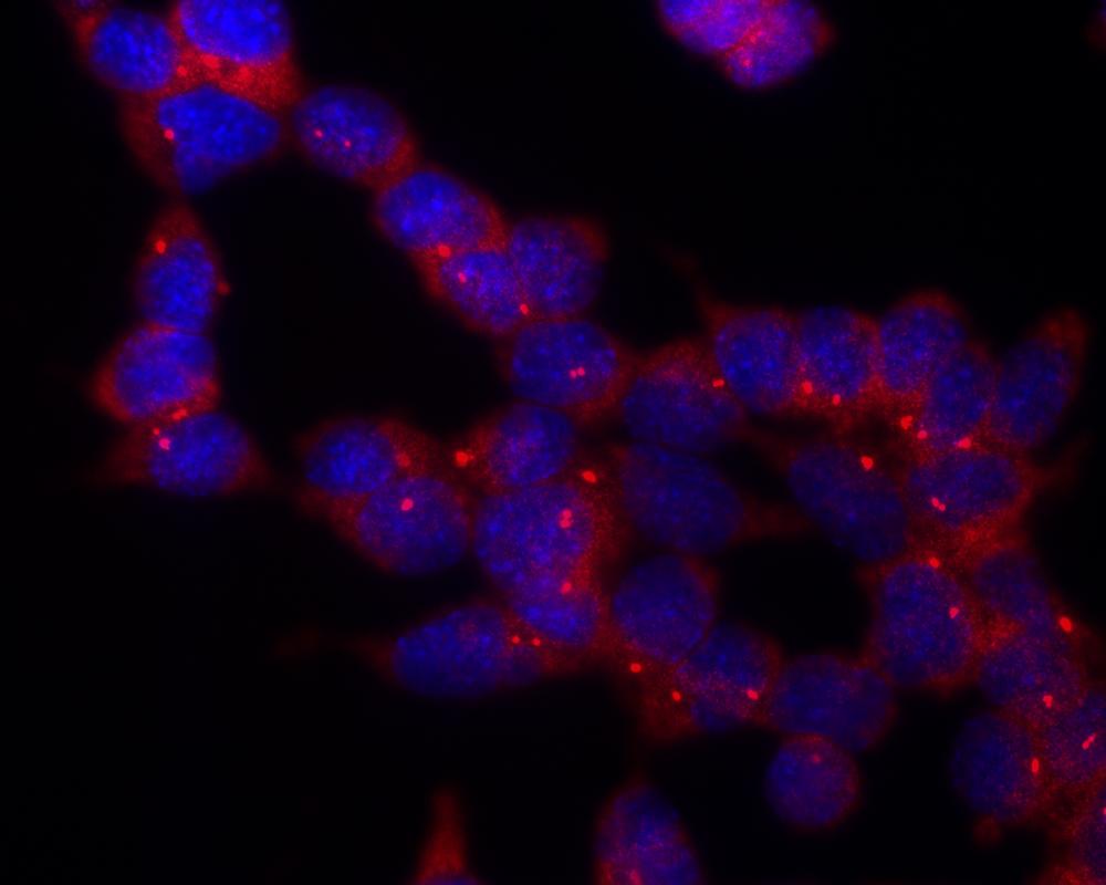 Anti-gamma-tubulin 1 Monoclonal Antibody (Clone:TU-30)