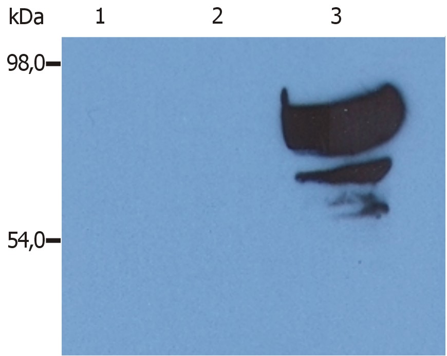 Anti-Transferrin (porcine) Monoclonal Antibody (Clone:PTF-02)