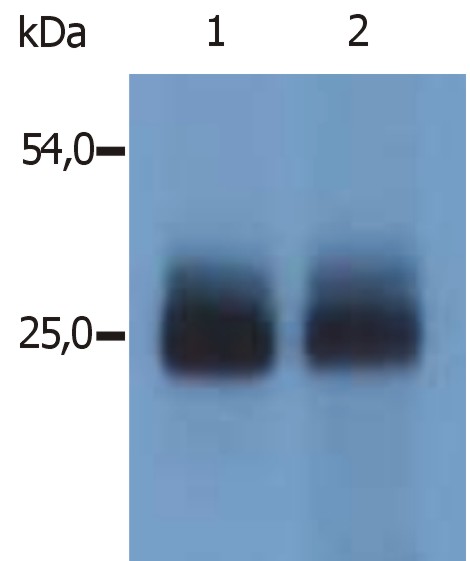 Anti-NTAL / LAB Polyclonal Antibody