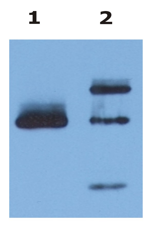 Anti-HLA-G Monoclonal Antibody (Clone:4H84)(Discontinued)