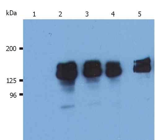 Anti-SHIP-1 Monoclonal Antibody (Clone:SHIP-01)