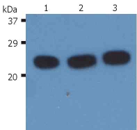 Anti-H-Ras Monoclonal Antibody (Clone:H-RAS-03)