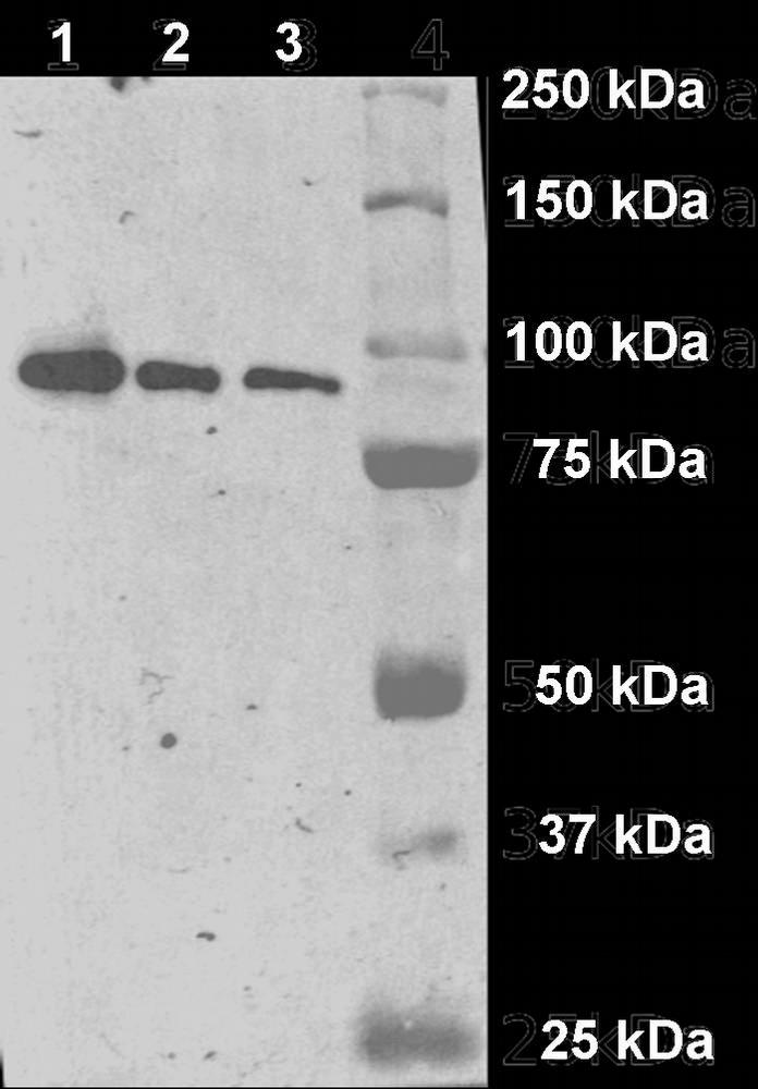 Anti-GCPII / PSMA Monoclonal Antibody (Clone:GCP-04)