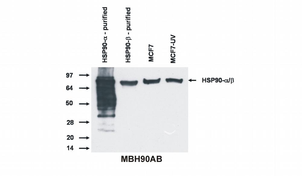 Anti-Hsp90 alpha,beta Monoclonal Antibody (Clone:MBH90AB)