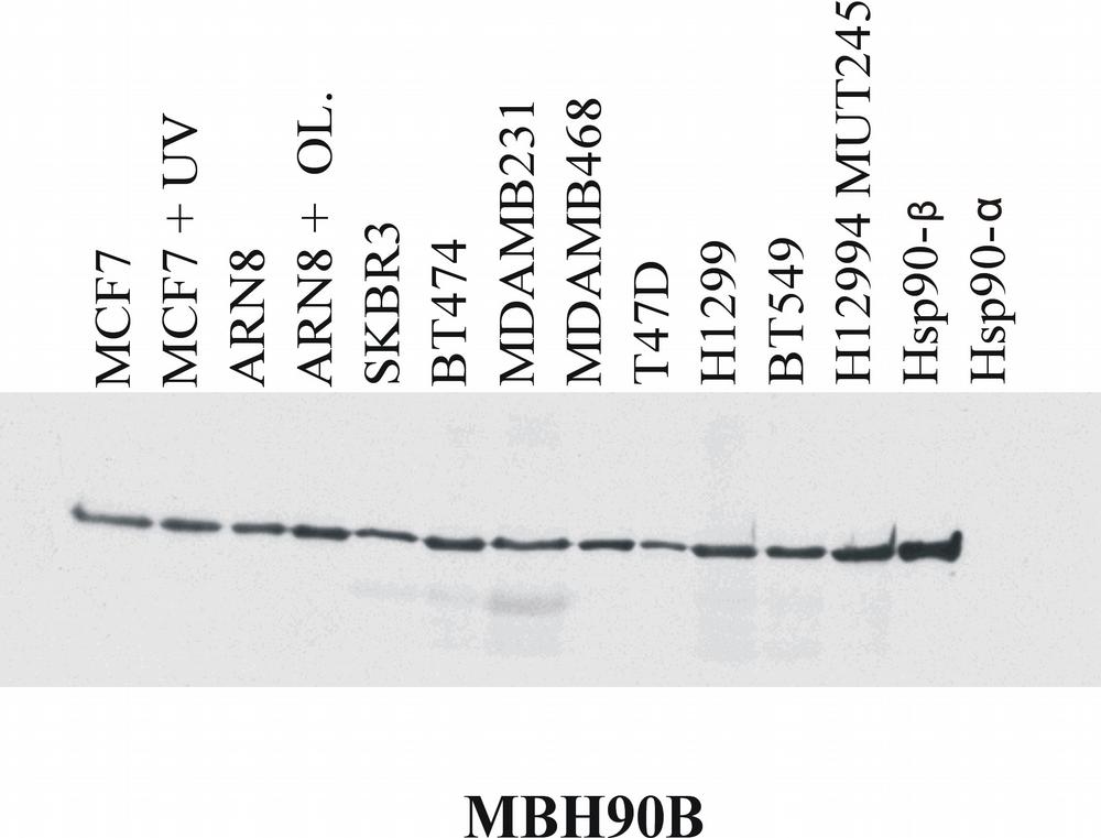 Anti-Hsp90 beta Monoclonal Antibody (Clone:MBH90B)