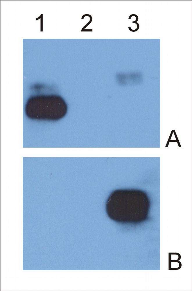 Anti-IgG (Fc) Monoclonal Antibody (Clone:EM-07)