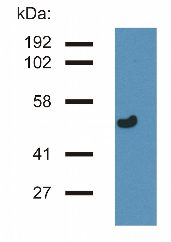 Anti-gamma-tubulin Monoclonal Antibody (Clone:TU-32)