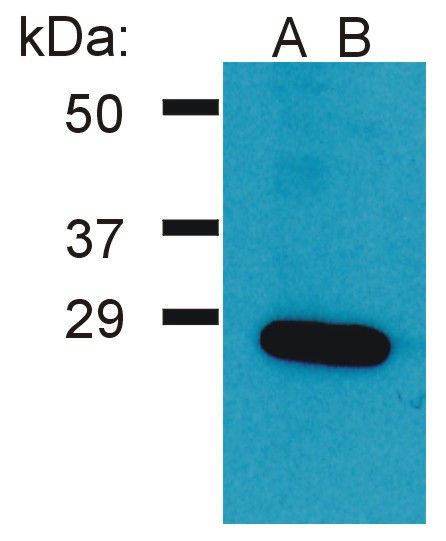 Anti-Grb2 Polyclonal Antibody