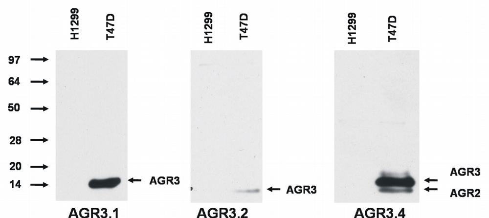 Anti-AGR3 Monoclonal Antibody (Clone:AGR3.2)(Discontinued)