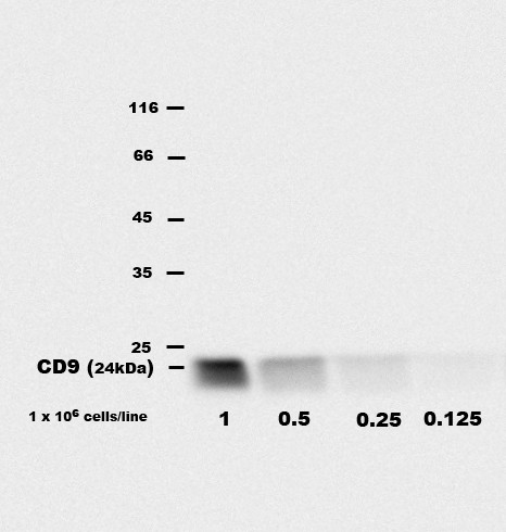 Anti-CD9 Monoclonal Antibody (Clone:EM-04)