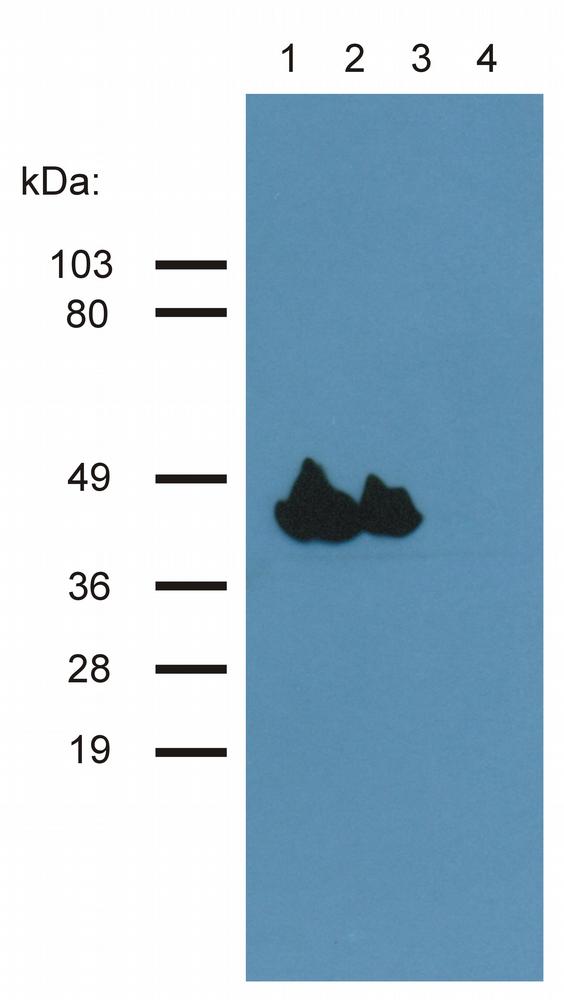 Anti-Actin Monoclonal Antibody (Clone:HHF35)