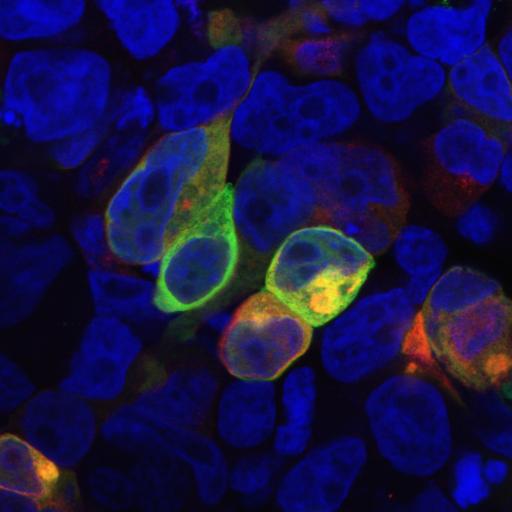 Anti-PRR7 / TRAP3 Monoclonal Antibody (Clone:TRAP3/10)