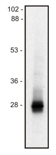 Anti-LIME Monoclonal Antibody (Clone:mLIME-05)