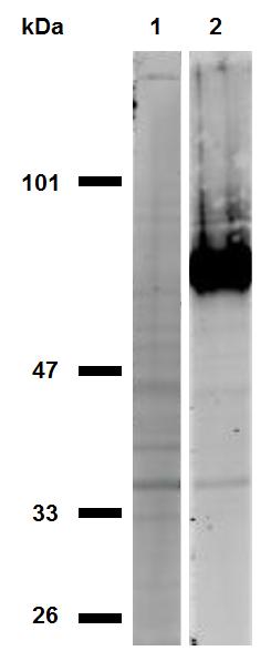 Anti-CD44 Monoclonal Antibody (Clone:IM7)(Discontinued)