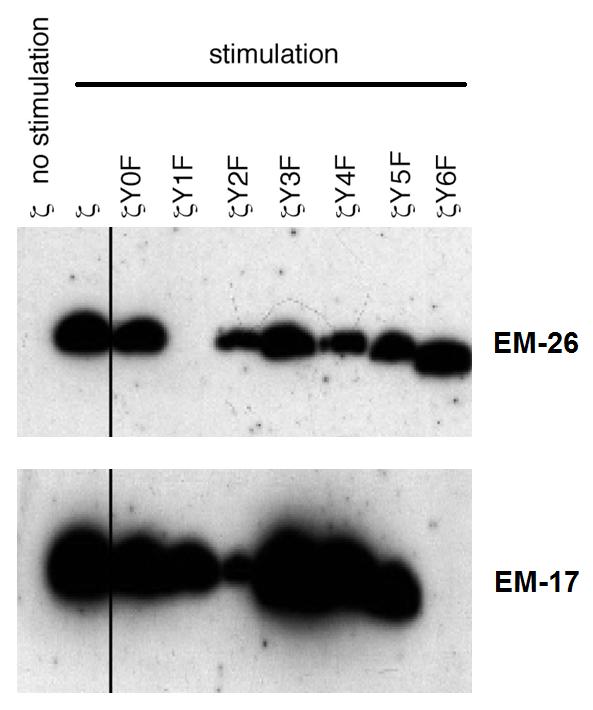 Anti-CD3 zeta (Phospho-Tyr153) Monoclonal Antibody (Clone:EM-17)