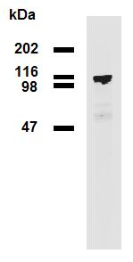 Anti-PDE8a Monoclonal Antibody (Clone:EM-52)