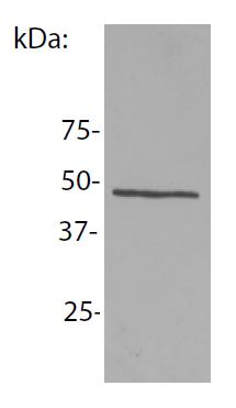 Anti-NCK1 Monoclonal Antibody (Clone:EM-06)