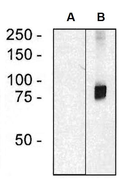 Anti-ARHGEF4 / ASEF1 Monoclonal Antibody (Clone:ARHGEF-08)