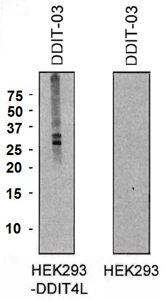 Anti-DDIT4L Monoclonal Antibody (Clone:DDIT-03)