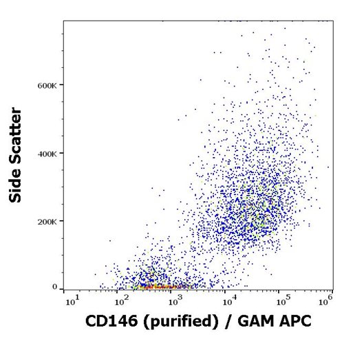 Anti-CD146 Monoclonal Antibody (Clone:P1H12)