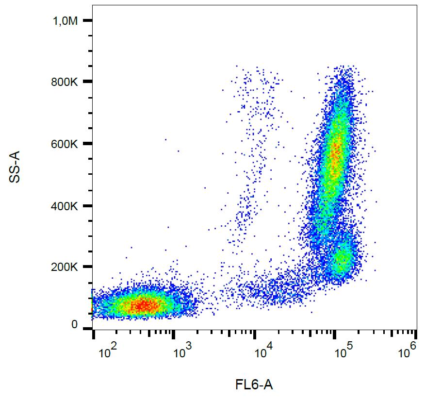 Anti-CD157 Monoclonal Antibody (Clone:SY11B5)-APC Conjugated