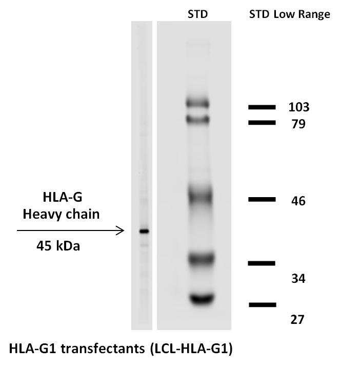 Biotin Conjugated Anti-HLA-G Monoclonal Antibody (Clone:MEM-G/1)