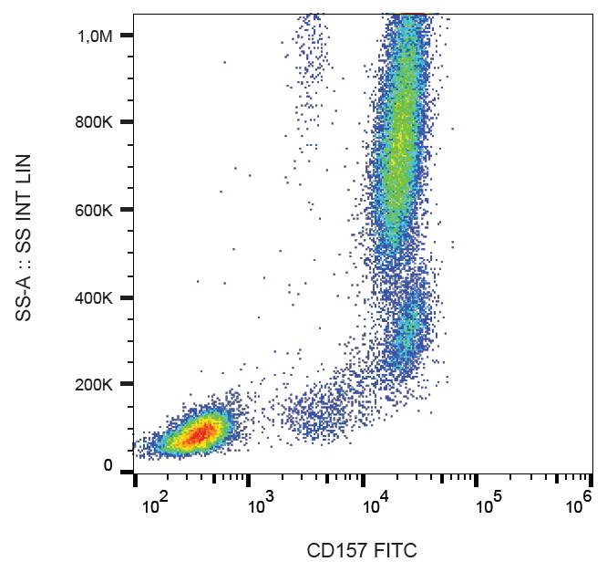 Anti-CD157 Monoclonal Antibody (Clone:SY11B5)-FITC Conjugated