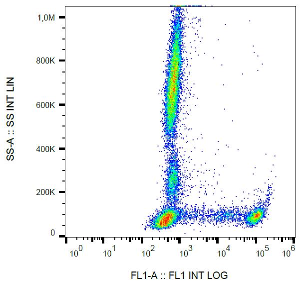 Anti-CD8 Monoclonal Antibody (Clone:MEM-31)-FITC Conjugated