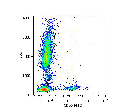 Anti-CD56 / NCAM Monoclonal Antibody (Clone:MEM-188)-FITC Conjugated