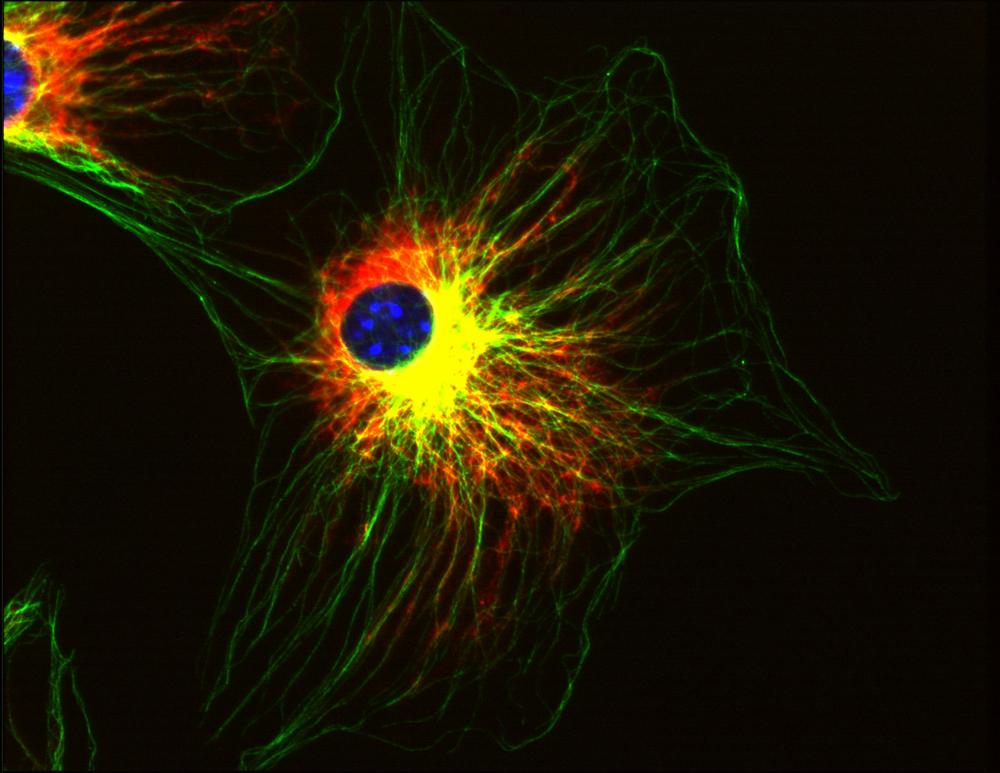 FITC Conjugated, Anti-alpha-tubulin Monoclonal Antibody (Clone:TU-01)