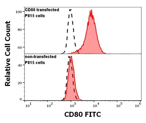 Anti-CD80 / B7-1 Monoclonal Antibody (Clone:MEM-233)-FITC Conjugated