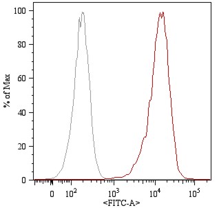 FITC Conjugated, Anti-CD105 / Endoglin Monoclonal Antibody (Clone:MEM-226)